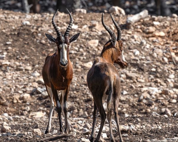 225 Arrowhead Lane, Pipe Creek, TX 78063