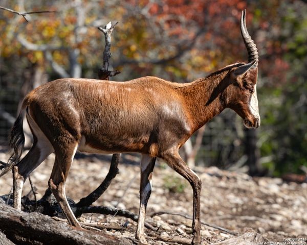 225 Arrowhead Lane, Pipe Creek, TX 78063