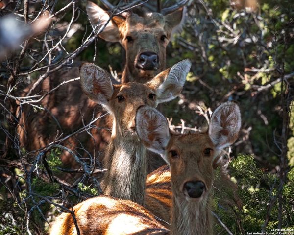 225 Arrowhead Lane, Pipe Creek, TX 78063