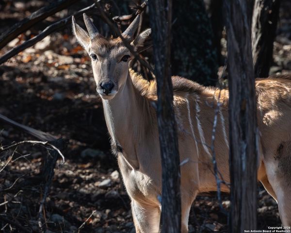 225 Arrowhead Lane, Pipe Creek, TX 78063