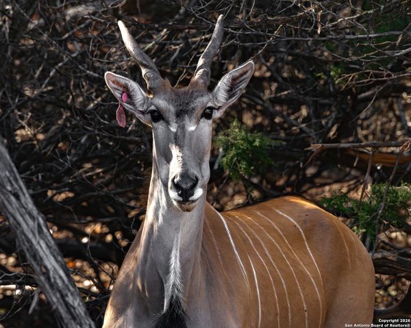 225 Arrowhead Lane, Pipe Creek, TX 78063