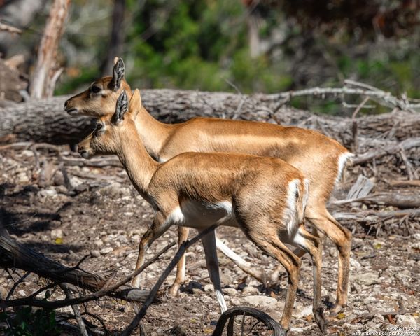 225 Arrowhead Lane, Pipe Creek, TX 78063