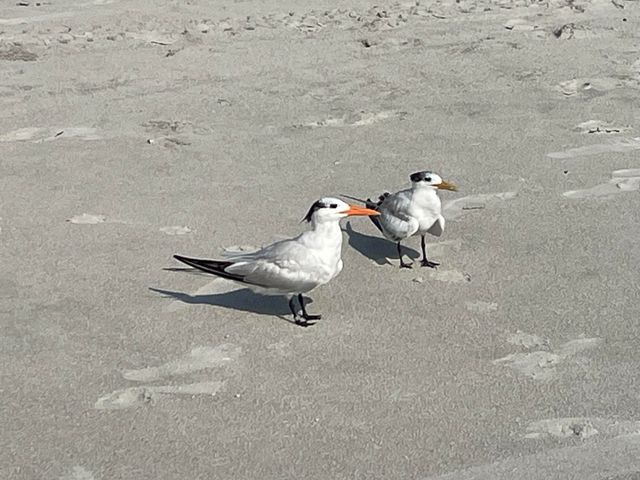 2127 Smathers Circle N B, Melbourne, FL 32935