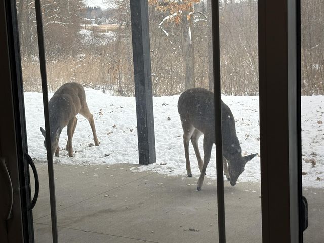 8035 Hidden Shores Drive, Fenton, MI 48430