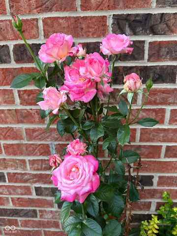 10747 Red Pine Drive, Fishers, IN 46037