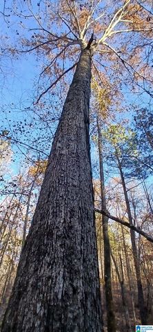 0 BLACKJACK ROAD, Argo, AL 35173