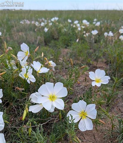 7995 Cowboy Ranch View, Peyton, CO 80831