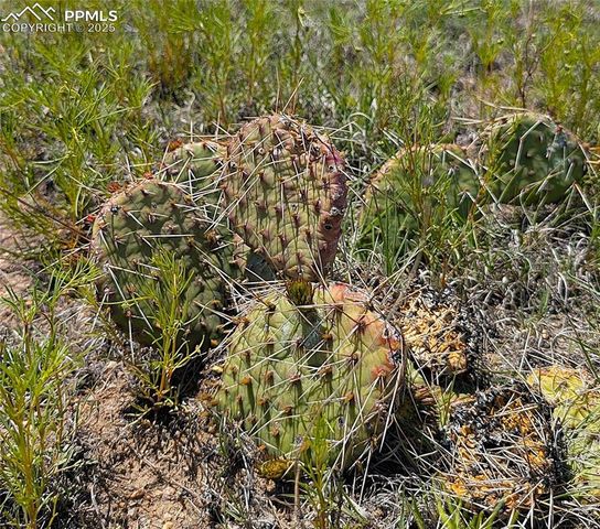7995 Cowboy Ranch View, Peyton, CO 80831