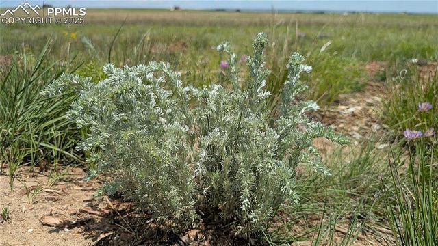 7995 Cowboy Ranch View, Peyton, CO 80831