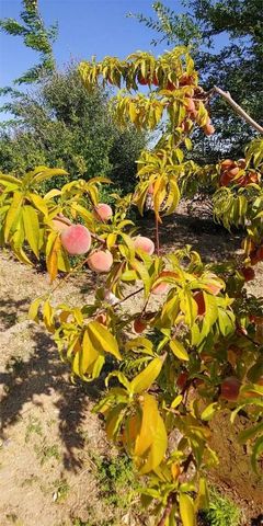 9570 W Fietz Avenue, Golden Valley, AZ 86413