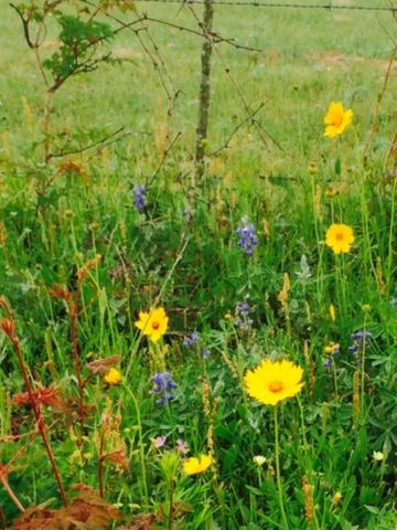 15 Acres Bernardo Road, Cat Spring, TX 78933