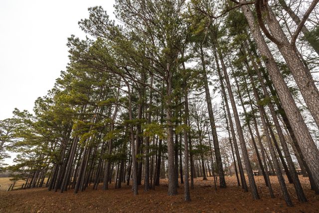 19546 Golden Drive, Raymondville, MO 65555