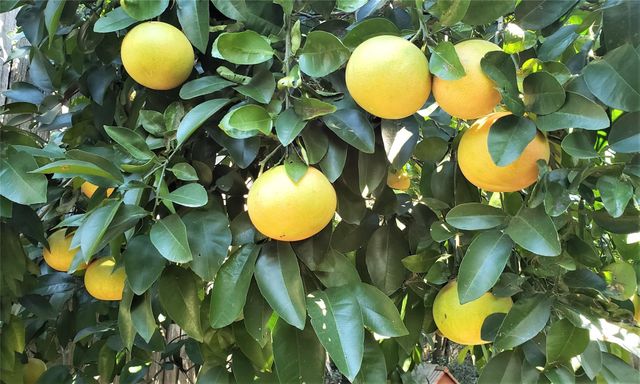 1902 Coulcrest Drive, Houston, TX 77055