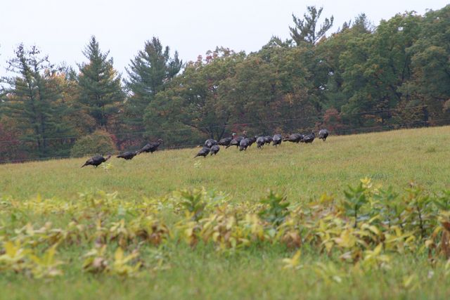 2486 S Adams Road, Mikado Twp, MI 48737