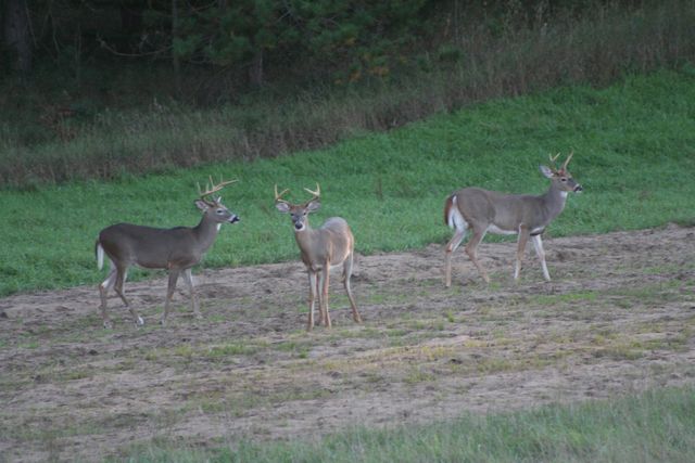 2486 S Adams Road, Mikado Twp, MI 48737