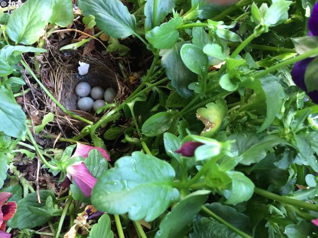 2101 LAKE ISLE Ct, Eugene, OR 97401