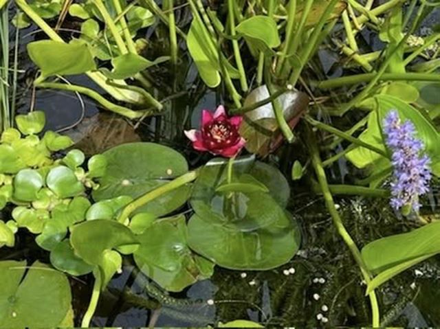 1198 SPAULDING ST, Staunton, VA 24401