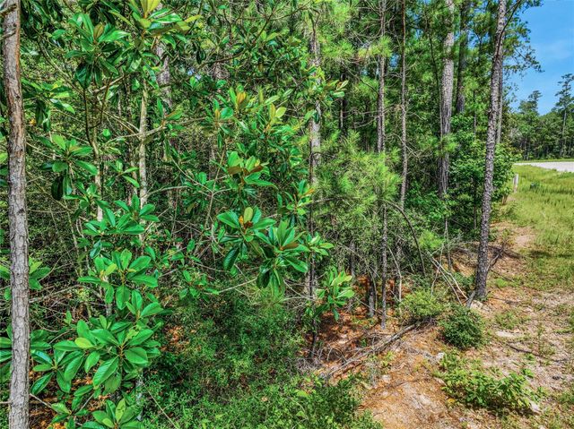 103 Eagle Run Road, Willis, TX 77378