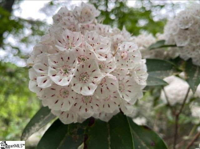 00 Geer Highway, Cleveland, SC 29635