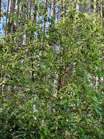 2640 Olinda Rd, Makawao, HI 96768