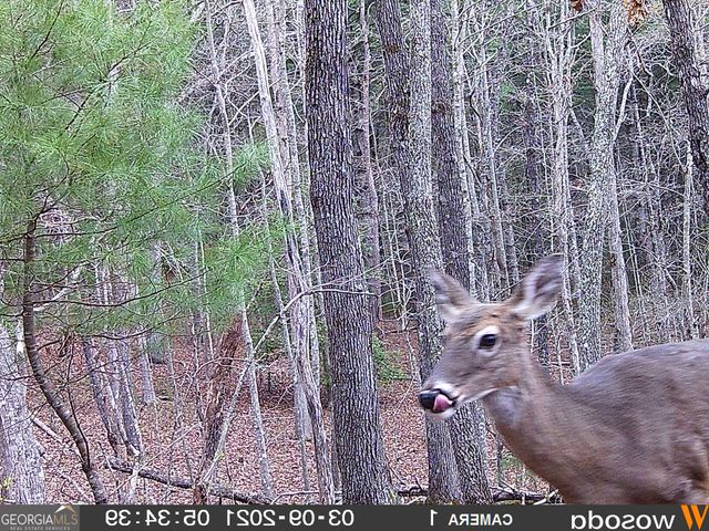 2A Oak Crest Drive, Morganton, GA 30560