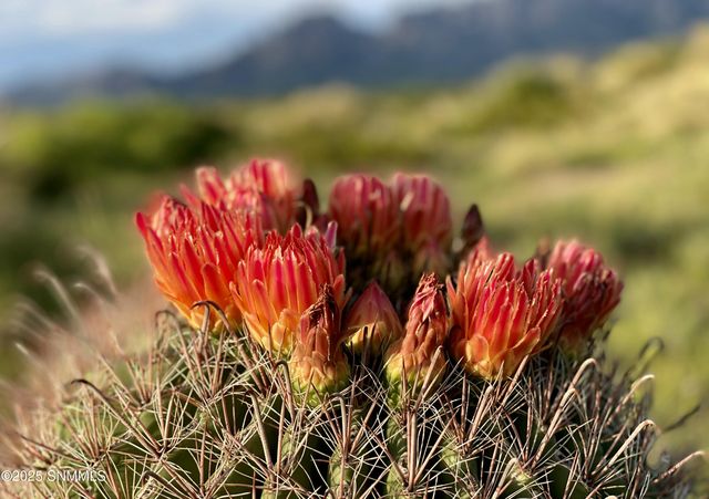 8801 Silk Oak Court, Las Cruces, NM 88011