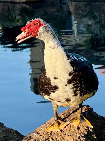 1040 Copper Park Ln, Modesto, CA 95355