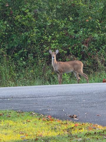 89 Trail's End, Corbin, KY 40701