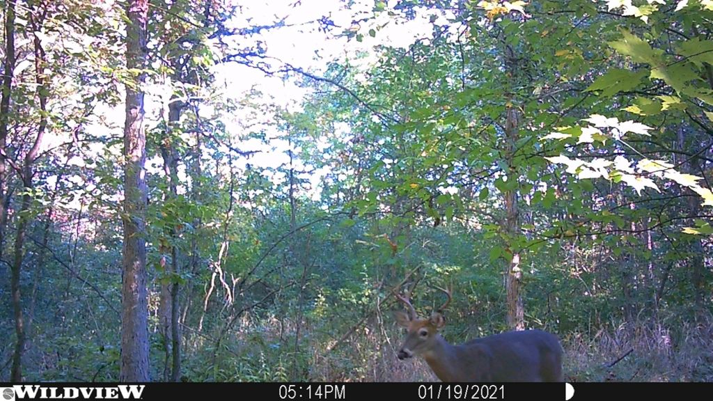 Image 12 of property listing at 311 S Castor Road, Shepherd, MI 48883
