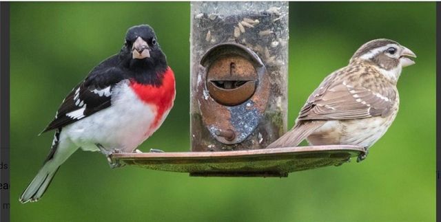 2436 NW Valley View Drive, Lee's Summit, MO 64081