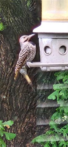 2436 NW Valley View Drive, Lee's Summit, MO 64081