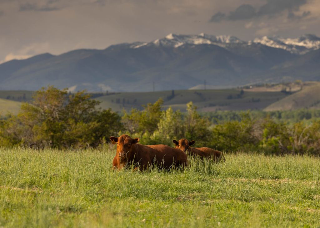 8337 Lamar Trail, Lolo, MT 59847 photo 34
