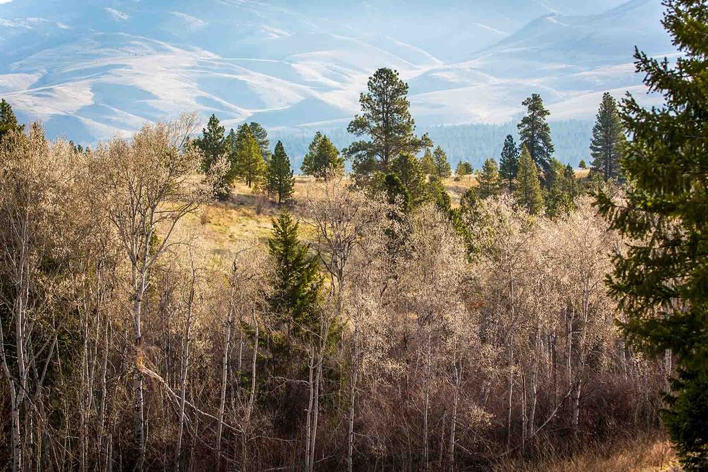 8337 Lamar Trail, Lolo, MT 59847 photo 42