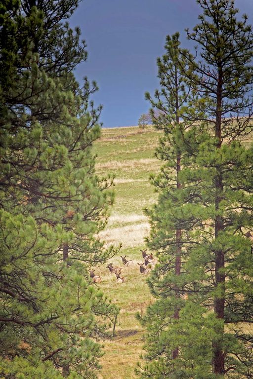 8337 Lamar Trail, Lolo, MT 59847 photo 45