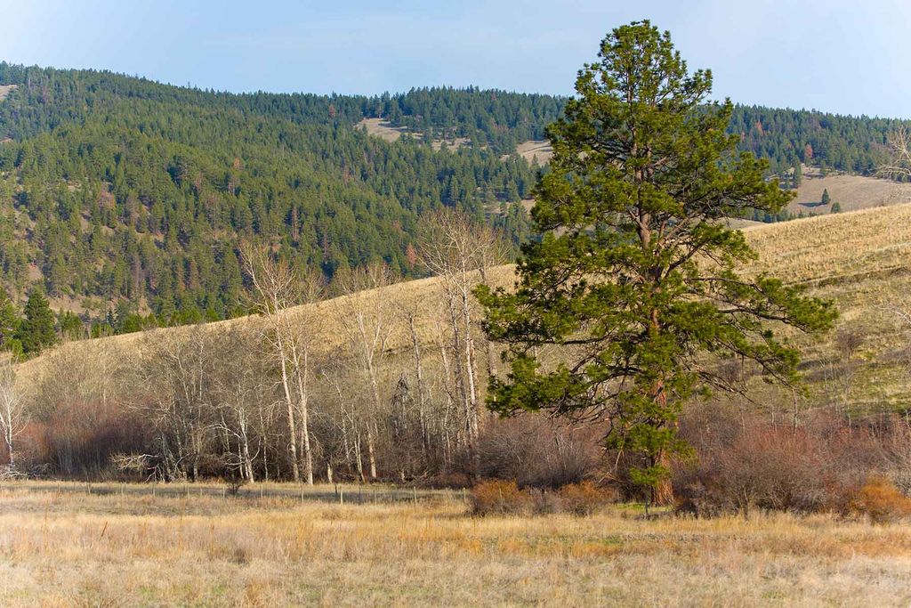 8337 Lamar Trail, Lolo, MT 59847 photo 51