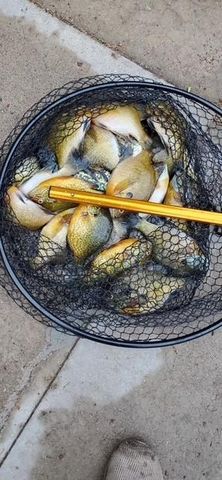 27686 Little Whitefish Road, Garrison, MN 56450