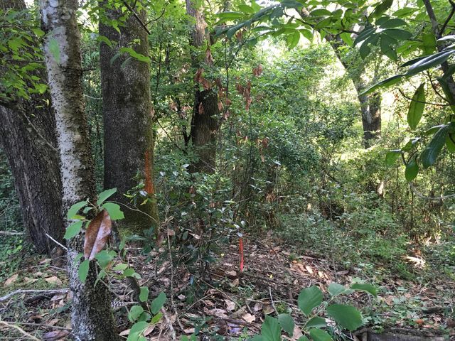 00 BLACK CREEK TRACT, Middleburg, FL 32068