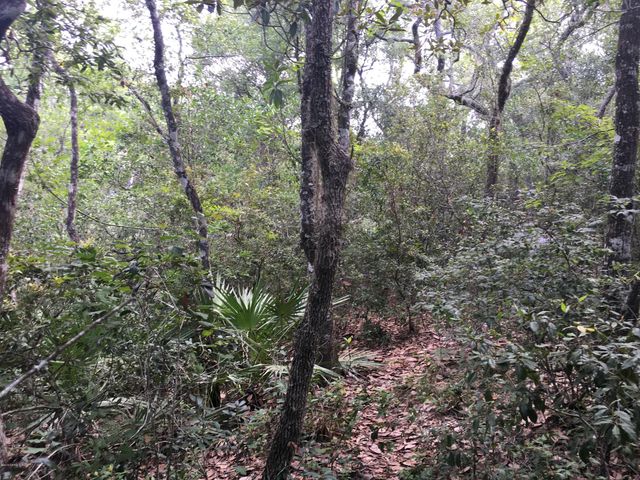 00 BLACK CREEK TRACT, Middleburg, FL 32068