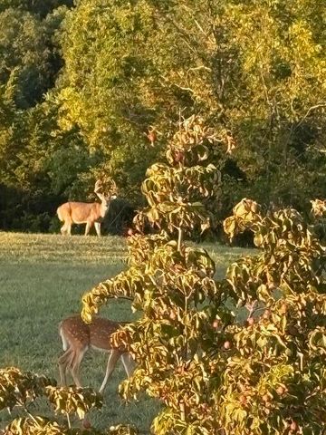 1572 Ashes Creek Lane, Bloomfield, KY 40008