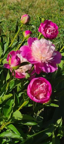 1144 Boole Rd, Applegate, CA 95703