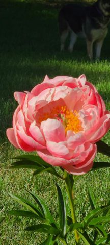 1144 Boole Rd, Applegate, CA 95703