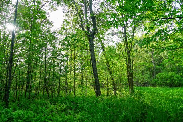 3091 E Sage Lake, Hill Twp, MI 48635