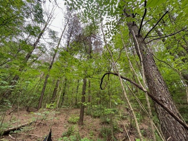 Lot 60 Cartecay View Lane, Ellijay, GA 30536