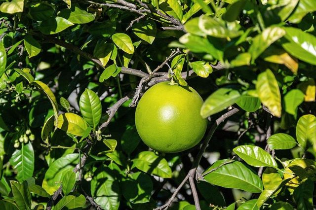 2231 Quail Bluff Court, San Jose, CA 95121