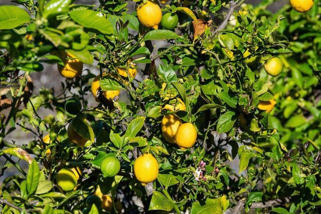 2231 Quail Bluff Court, San Jose, CA 95121