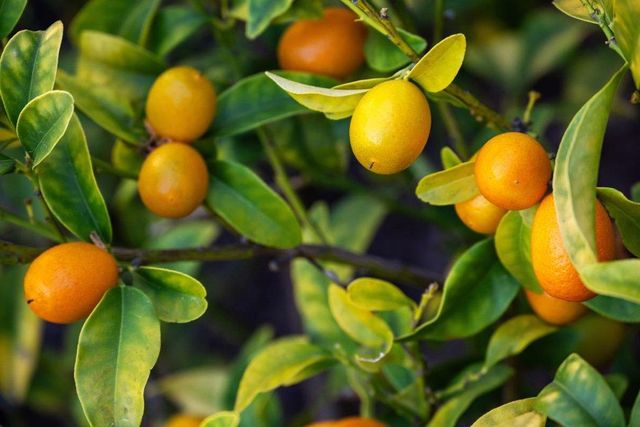 2231 Quail Bluff Court, San Jose, CA 95121