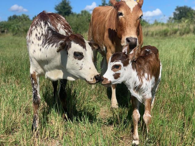 20915 Antoinette Street, Loxahatchee, FL 33470