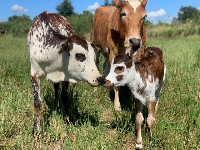 20915 Antoinette Street, Loxahatchee, FL 33470