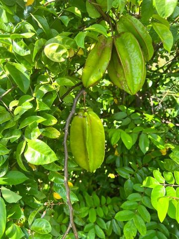 20915 Antoinette Street, Loxahatchee, FL 33470