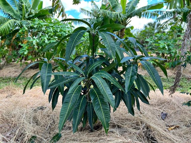 20915 Antoinette Street, Loxahatchee, FL 33470